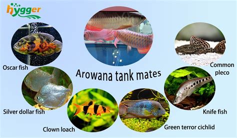arowana fish|Silver Arowana 101: Care, Size, Tank Mates & !.